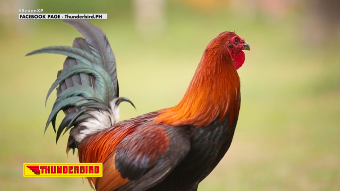 Pagbisita sa Camacho Gamefarm sa Bulacan at Isang Kwento ng Pagsisikap sa Industriya ng Pagmamanukan Itatampok sa Thunderbird Passion sa Tagumpay June 28, 2025